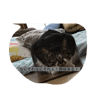 all飼い猫色々スタンプ（個別スタンプ：6）