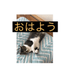 all飼い猫色々スタンプ（個別スタンプ：7）