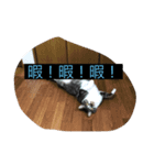 all飼い猫色々スタンプ（個別スタンプ：8）