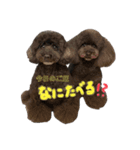 黒プー3兄妹（個別スタンプ：2）