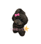 黒プー3兄妹（個別スタンプ：3）