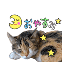 【親子猫】おはぎちゃんとたまちゃん♪（個別スタンプ：1）