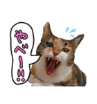 【親子猫】おはぎちゃんとたまちゃん♪（個別スタンプ：2）