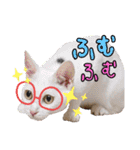 【親子猫】おはぎちゃんとたまちゃん♪（個別スタンプ：3）