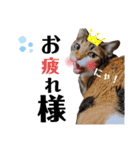 【親子猫】おはぎちゃんとたまちゃん♪（個別スタンプ：5）