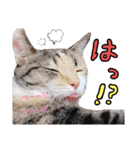 【親子猫】おはぎちゃんとたまちゃん♪（個別スタンプ：7）