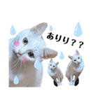 【親子猫】おはぎちゃんとたまちゃん♪（個別スタンプ：10）