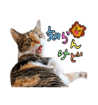 【親子猫】おはぎちゃんとたまちゃん♪（個別スタンプ：11）