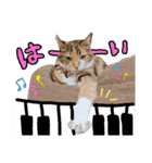 【親子猫】おはぎちゃんとたまちゃん♪（個別スタンプ：13）