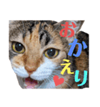 【親子猫】おはぎちゃんとたまちゃん♪（個別スタンプ：14）