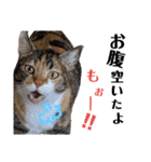 【親子猫】おはぎちゃんとたまちゃん♪（個別スタンプ：15）