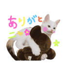 【親子猫】おはぎちゃんとたまちゃん♪（個別スタンプ：16）