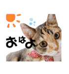 【親子猫】おはぎちゃんとたまちゃん♪（個別スタンプ：17）