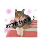 【親子猫】おはぎちゃんとたまちゃん♪（個別スタンプ：19）