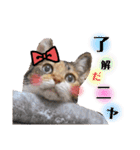 【親子猫】おはぎちゃんとたまちゃん♪（個別スタンプ：20）