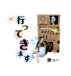 【親子猫】おはぎちゃんとたまちゃん♪（個別スタンプ：21）