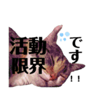 【親子猫】おはぎちゃんとたまちゃん♪（個別スタンプ：22）