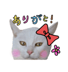 【親子猫】おはぎちゃんとたまちゃん♪（個別スタンプ：24）