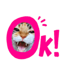 【親子猫】おはぎちゃんとたまちゃん♪（個別スタンプ：25）