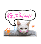 【親子猫】おはぎちゃんとたまちゃん♪（個別スタンプ：26）