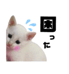 【親子猫】おはぎちゃんとたまちゃん♪（個別スタンプ：27）