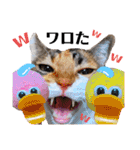 【親子猫】おはぎちゃんとたまちゃん♪（個別スタンプ：28）