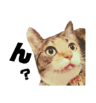 【親子猫】おはぎちゃんとたまちゃん♪（個別スタンプ：29）