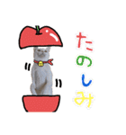 【親子猫】おはぎちゃんとたまちゃん♪（個別スタンプ：30）