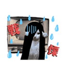 【親子猫】おはぎちゃんとたまちゃん♪（個別スタンプ：31）