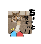 【親子猫】おはぎちゃんとたまちゃん♪（個別スタンプ：32）