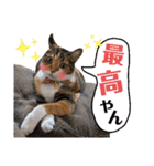 【親子猫】おはぎちゃんとたまちゃん♪（個別スタンプ：33）