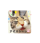 【親子猫】おはぎちゃんとたまちゃん♪（個別スタンプ：34）