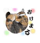 【親子猫】おはぎちゃんとたまちゃん♪（個別スタンプ：35）