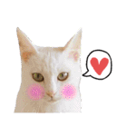 【親子猫】おはぎちゃんとたまちゃん♪（個別スタンプ：36）