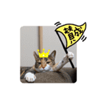 【親子猫】おはぎちゃんとたまちゃん♪（個別スタンプ：37）