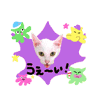 【親子猫】おはぎちゃんとたまちゃん♪（個別スタンプ：38）