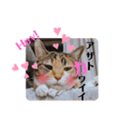 【親子猫】おはぎちゃんとたまちゃん♪（個別スタンプ：39）