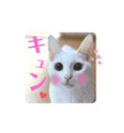 【親子猫】おはぎちゃんとたまちゃん♪（個別スタンプ：40）