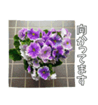 【花の写真】お仕事に使えるスタンプ（個別スタンプ：5）