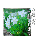 【花の写真】お仕事に使えるスタンプ（個別スタンプ：10）