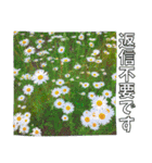 【花の写真】お仕事に使えるスタンプ（個別スタンプ：16）