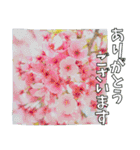 【花の写真】お仕事に使えるスタンプ（個別スタンプ：19）
