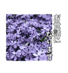 【花の写真】お仕事に使えるスタンプ（個別スタンプ：21）