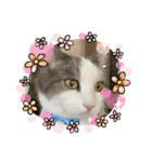 我が家の猫（part10）（個別スタンプ：1）