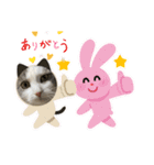 我が家の猫（part10）（個別スタンプ：3）