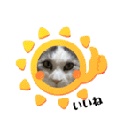 我が家の猫（part10）（個別スタンプ：4）