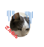 我が家の猫（part10）（個別スタンプ：5）