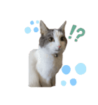 我が家の猫（part10）（個別スタンプ：6）