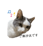 我が家の猫（part10）（個別スタンプ：8）