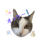 我が家の猫（part10）（個別スタンプ：9）